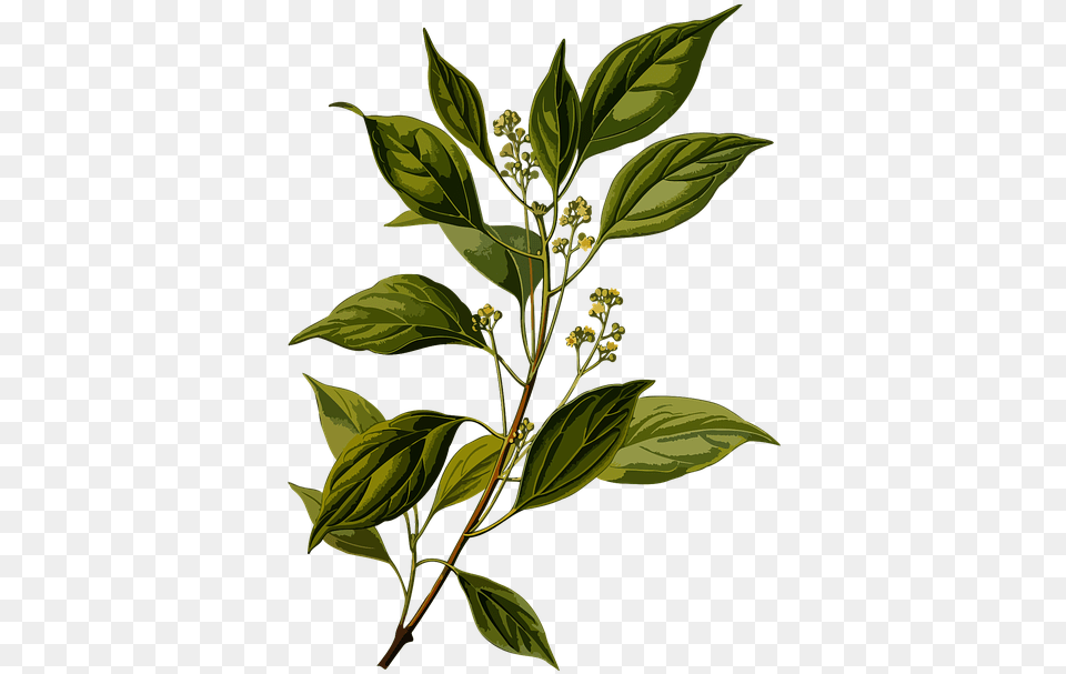 Imagem Gratis No Pixabay Cinnamomum Camphora Botanical, Herbal, Plant, Leaf, Herbs Free Transparent Png