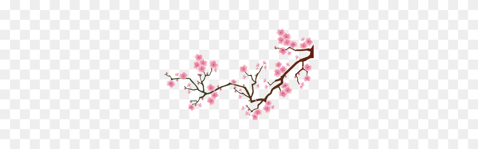 Imagem Relacionada Chinese Ink, Flower, Plant, Cherry Blossom Png