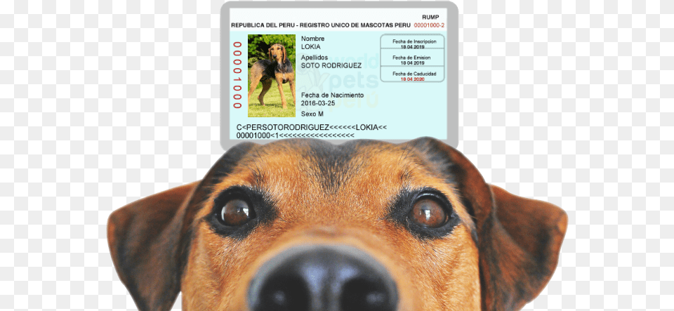 Imagen Banner Principal Dog Coming Soon Sign, Animal, Pet, Mammal, Hound Png Image