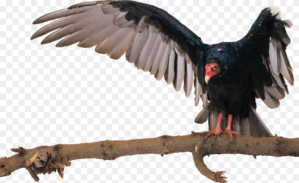 Imagen Birds, Animal, Bird, Vulture, Condor Free Png Download