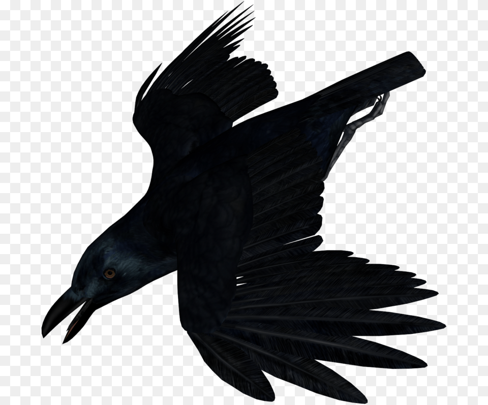 Imagen Cuervo Sin Fondo, Animal, Bird, Blackbird Png Image