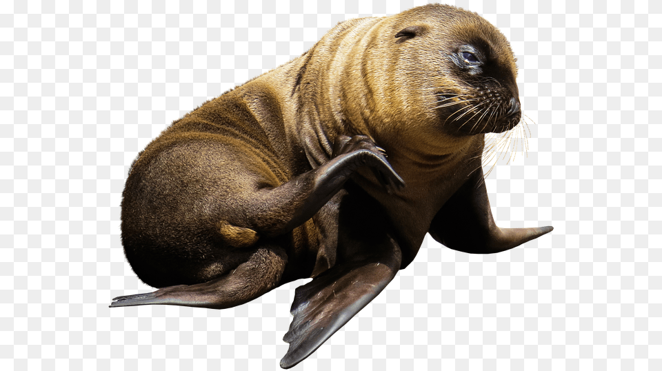 Imagen De Animales Marinos Sin Fondo, Animal, Mammal, Sea Life, Sea Lion Free Png Download