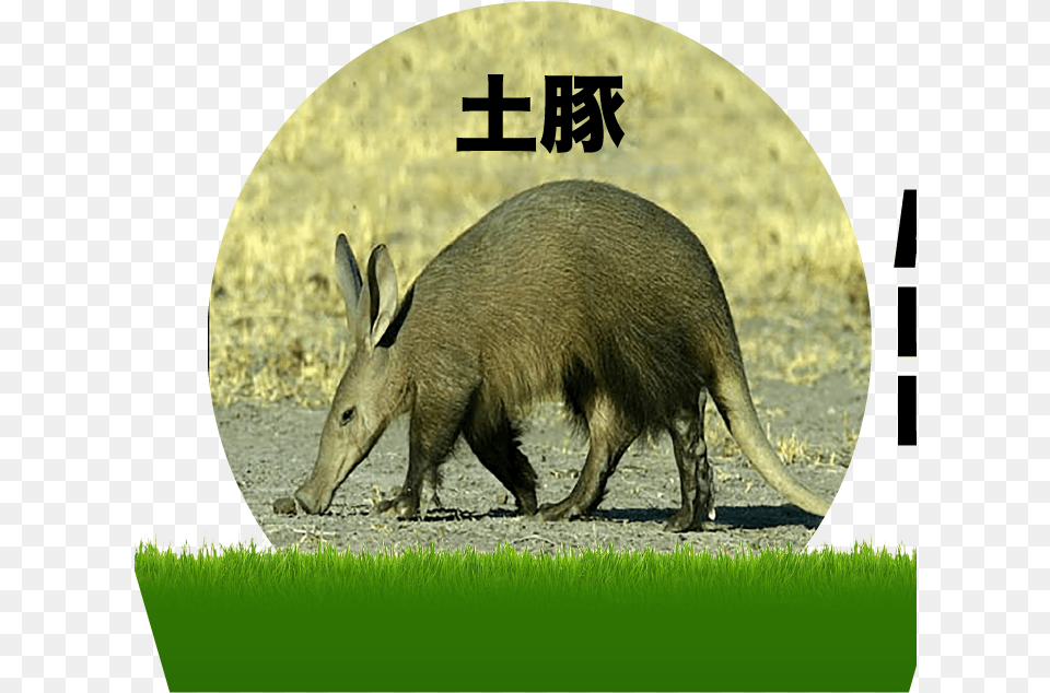 Imagen De Cerdo Hormiguero, Animal, Mammal, Wildlife, Aardvark Free Transparent Png