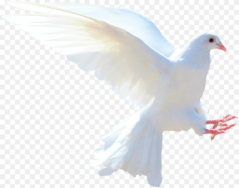 Imagen De Paloma Blanca, Animal, Bird, Pigeon, Dove Free Transparent Png