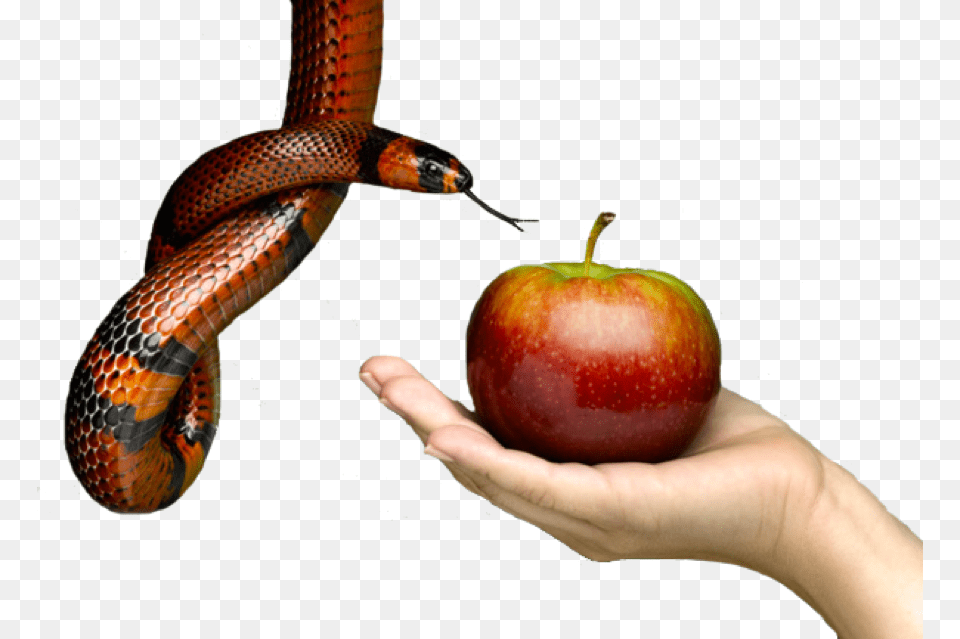 Imagen Pecado Biblia, Apple, Food, Fruit, Produce Free Transparent Png