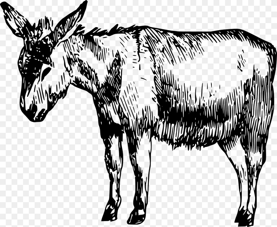 Imagenes De Burro Blanco Y Negro, Gray Png