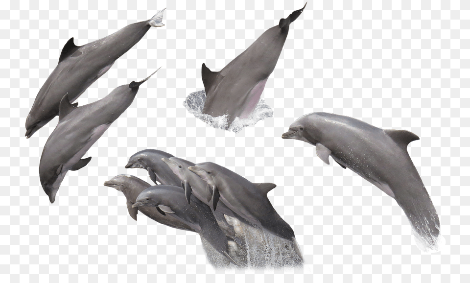 Imagenes De Delfines, Animal, Dolphin, Mammal, Sea Life Png Image