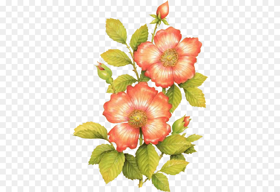 Imagenes De Flores Para Decoupage, Plant, Petal, Flower, Anther Png Image