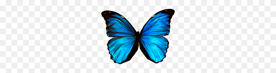 Imagenes De Mariposas Image, Animal, Butterfly, Insect, Invertebrate Free Png