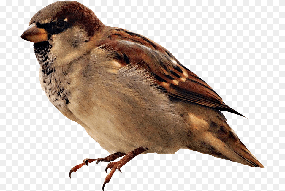 Imagenes De Pajaros En, Animal, Bird, Finch, Sparrow Png