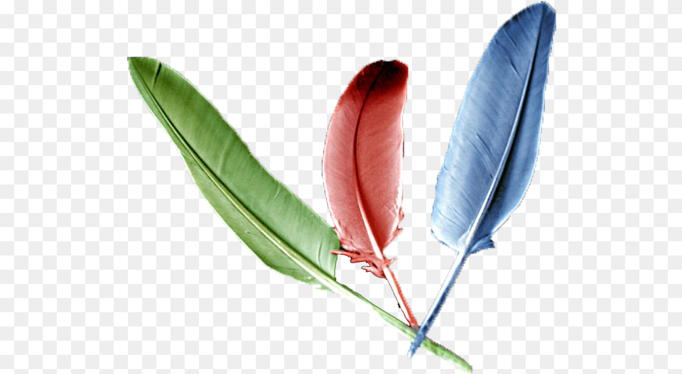 Imagenes De Plumas, Leaf, Plant, Bottle, Flower Png