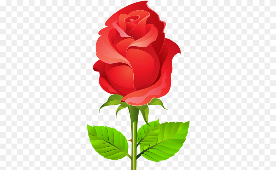 Imagenes Espina De Flores, Flower, Plant, Rose, Dynamite Free Png