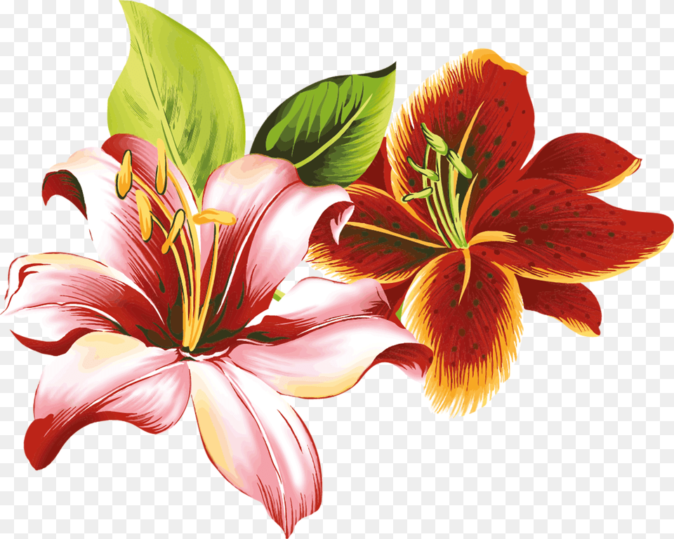Imagenes Flores Colour Flower Designs Drawing, Plant, Lily, Anther Free Png