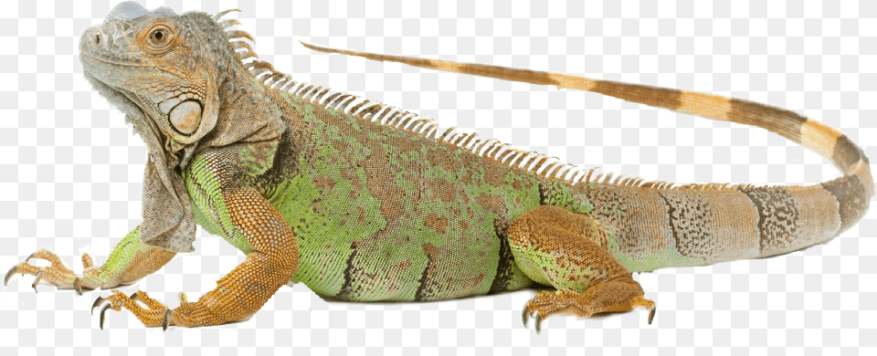 Imagenes Iguana Image With Iguana, Animal, Lizard, Reptile Png