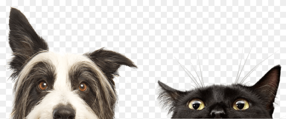 Imagenes Perros Y Gatos Perros Y Gatos Hd, Animal, Canine, Dog, Mammal Png