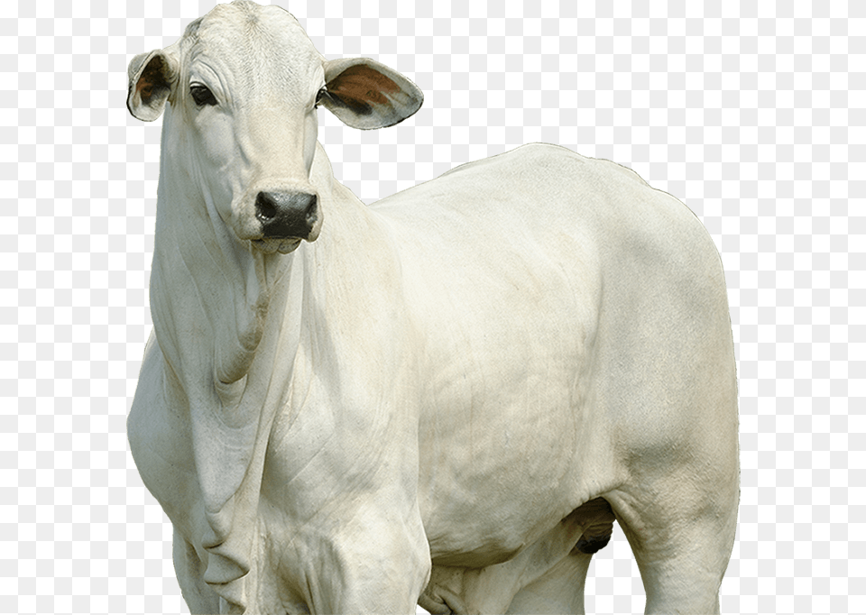 Imagens De Boi, Animal, Bull, Cattle, Cow Png Image