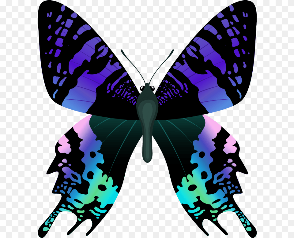 Imagens De Borboletas Bonitas, Person, Art, Animal, Butterfly Free Png