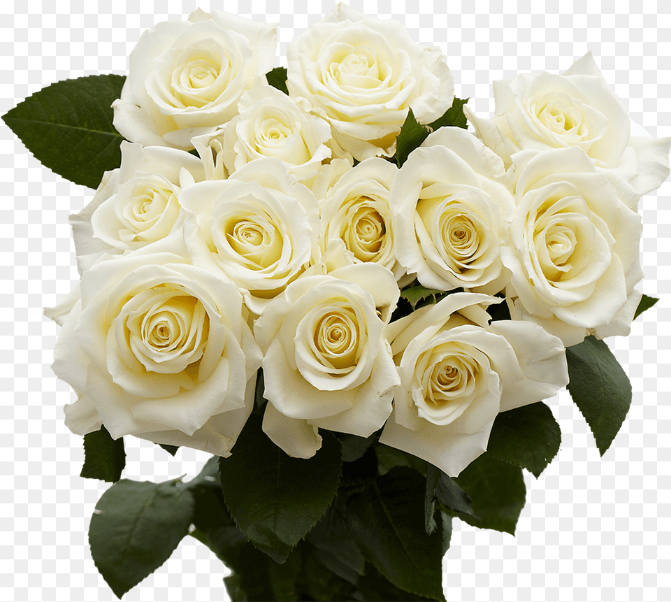 Imagens De Flores Magnificas, Flower, Flower Arrangement, Flower Bouquet, Plant Free Png Download