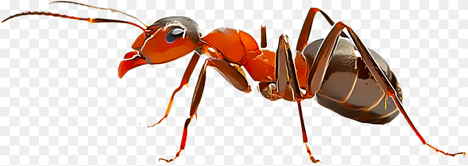 Imagens De Formiga, Animal, Ant, Insect, Invertebrate Png