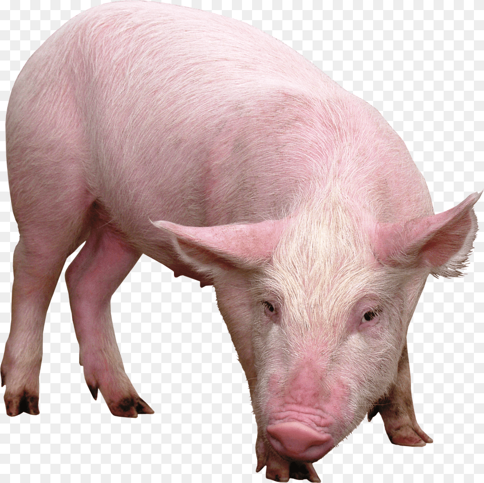 Imagens De Porcos Imagens De Porcos Pig, Animal, Boar, Hog, Mammal Free Png