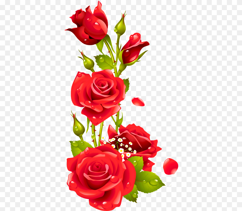 Imagens De Rosas, Rose, Plant, Flower, Flower Arrangement Png