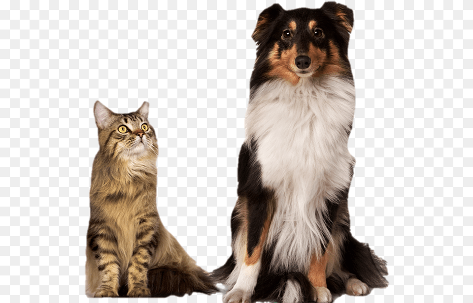 Imagens De Veterinarios Com Animais, Animal, Cat, Mammal, Manx Free Png Download