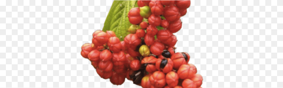 Imagens Do Pe De Guarana, Produce, Plant, Food, Fruit Free Png