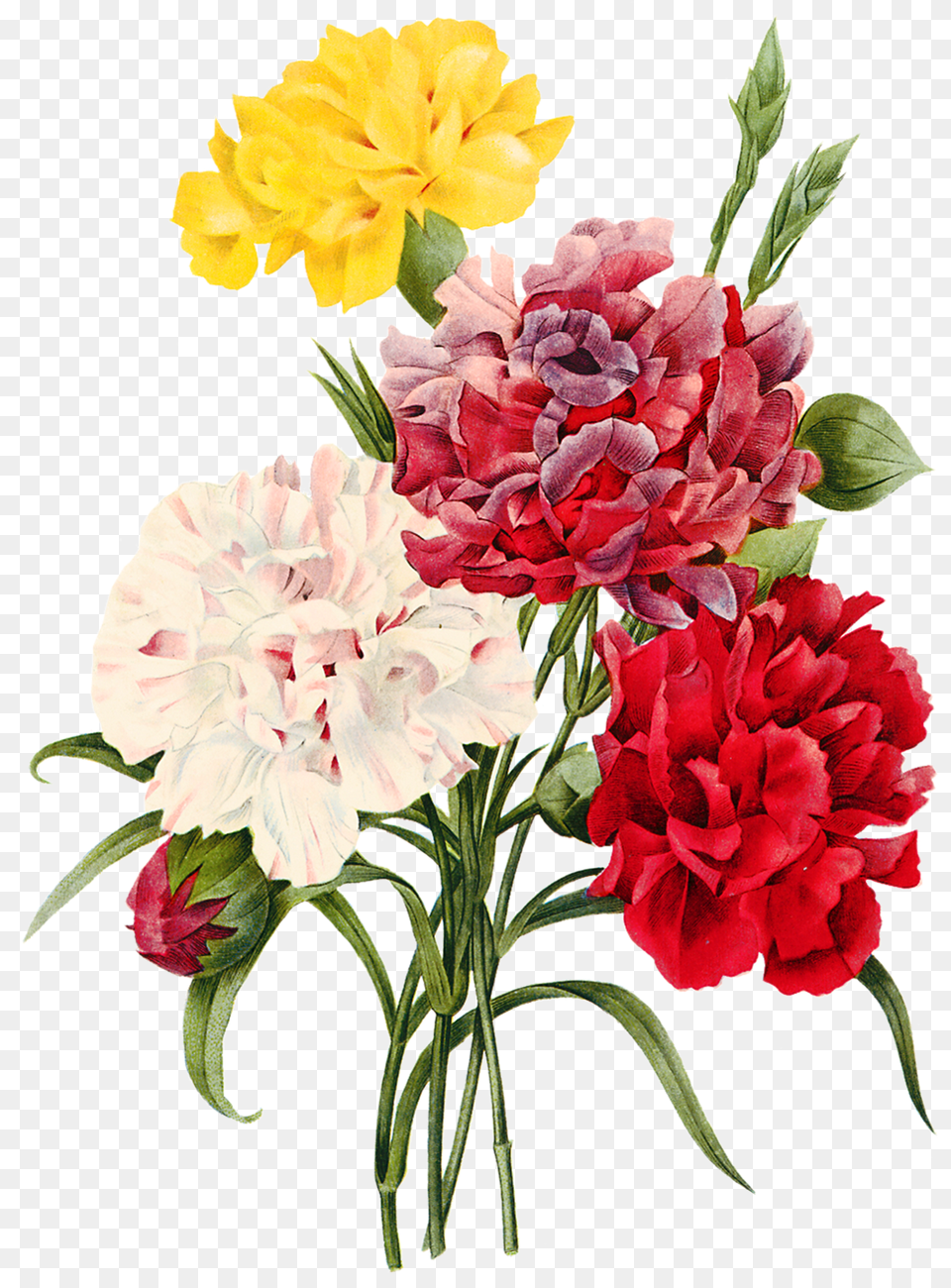 Imagens Flores Carnation Flower Illustration, Plant, Rose, Flower Arrangement, Flower Bouquet Free Png Download