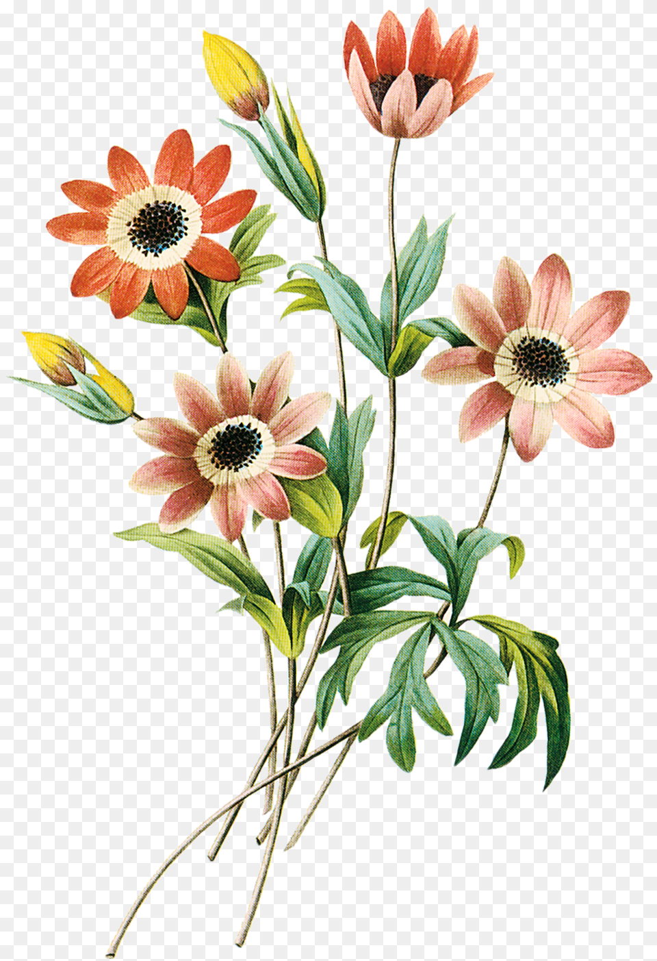 Imagens Flores Pencil Drawing Flower Images With Color, Plant, Anemone, Daisy, Anther Png Image