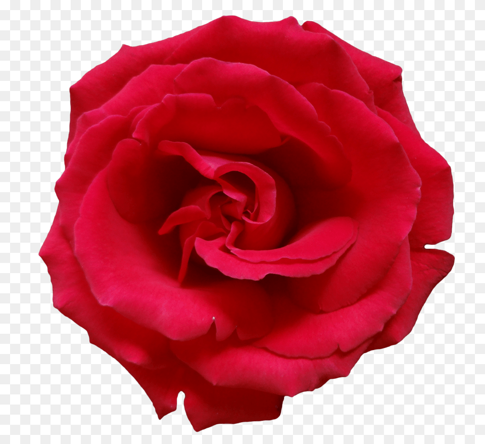 Imagens Rosas Image, Flower, Plant, Rose, Petal Free Transparent Png