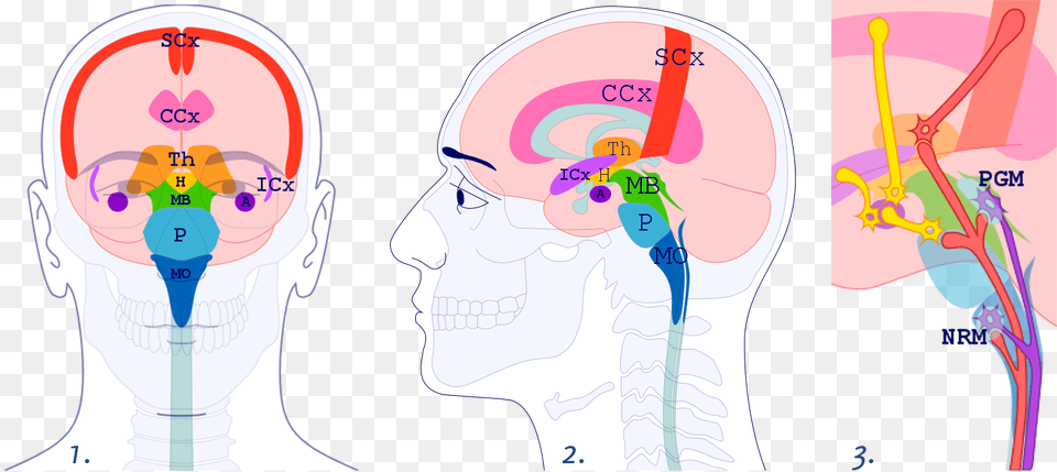 Images 1 And 2 Show The Brainstem39s Medulla Oblongata, Person, Face, Head, Baby Free Png Download