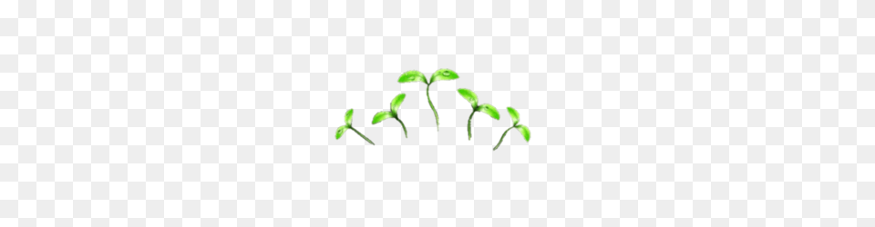 Images, Plant, Sprout, Leaf Free Transparent Png
