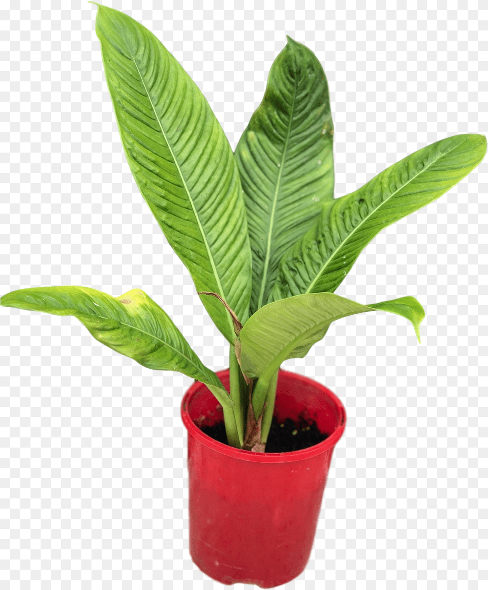 Images, Leaf, Plant, Flower Free Png