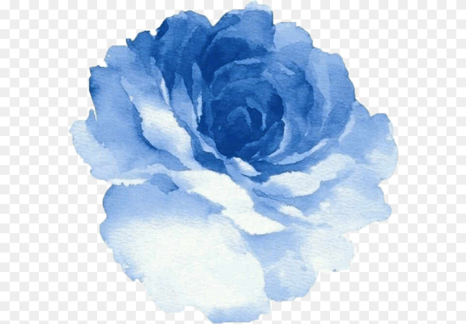 Images About Draw On We Heart It Blue Watercolor Flower, Carnation, Plant, Rose, Person Free Png Download
