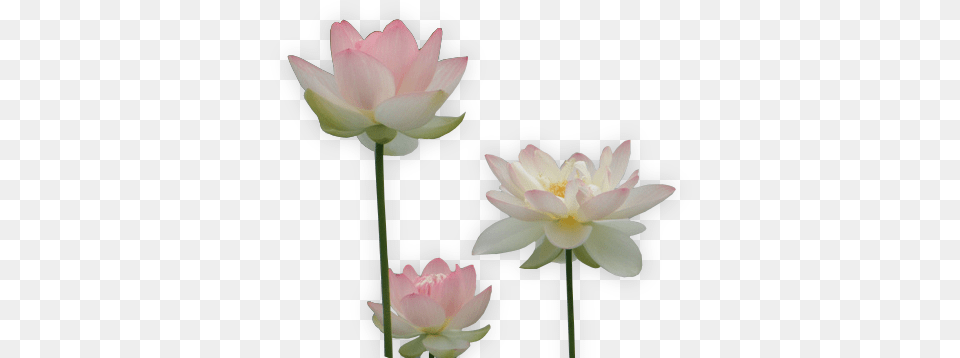 Images About Flower On We Heart It Sacred Lotus, Petal, Plant, Dahlia, Lily Png