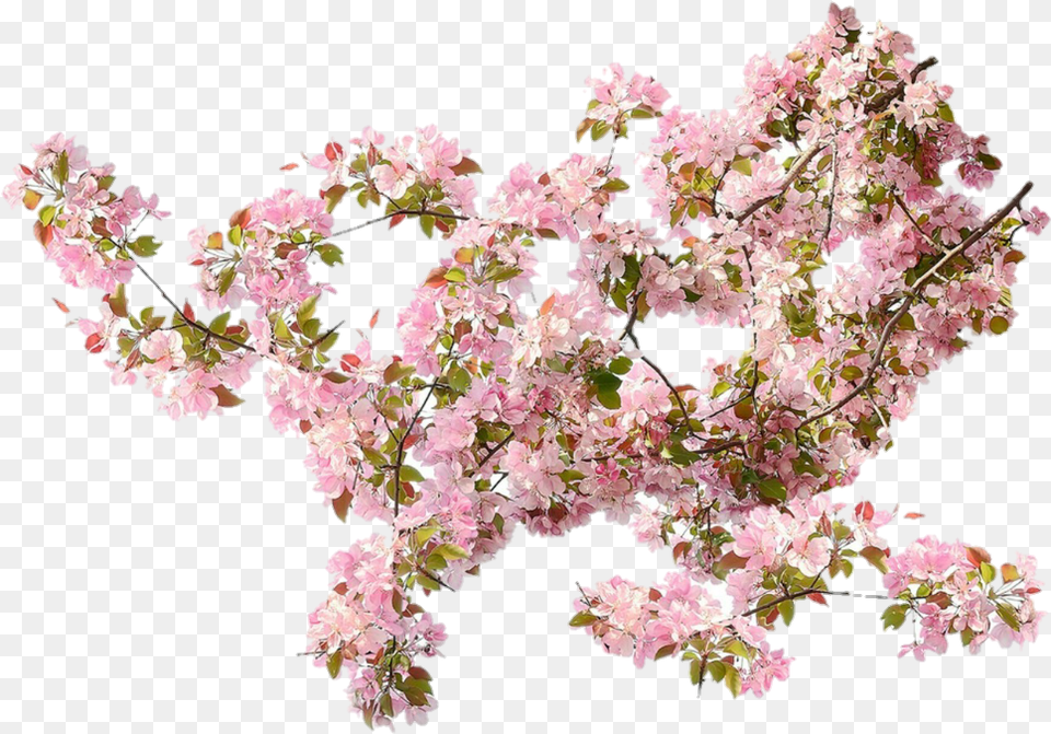 Images About Flower Pink Climbing Rose, Plant, Cherry Blossom, Petal Free Png