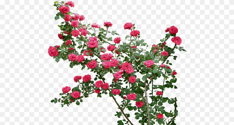 Images About Flower Rose Garden, Geranium, Petal, Plant, Flower Arrangement Free Png Download