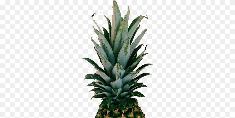 Images About Good Stuff For Edits On We Heart It, Food, Fruit, Pineapple, Plant Png