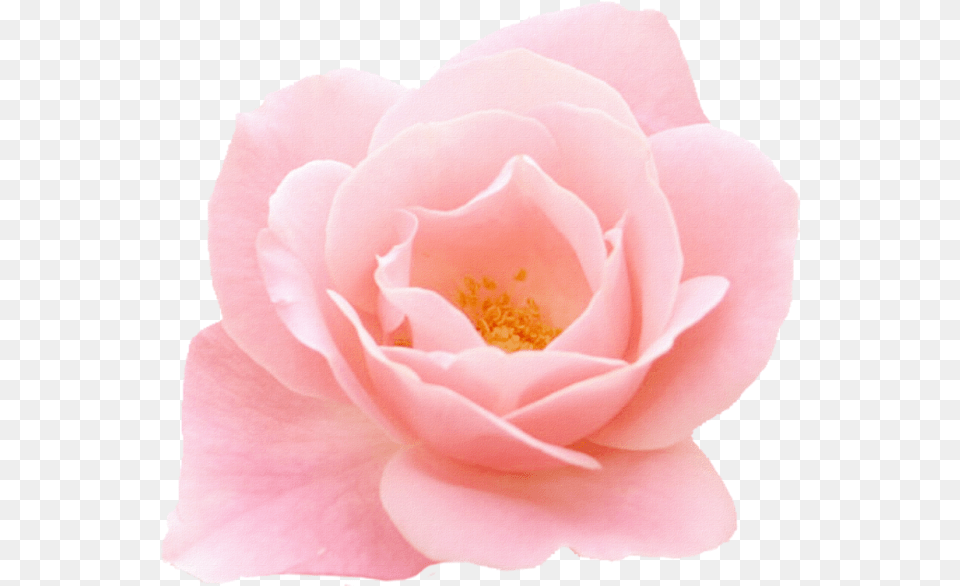 Images About On We Heart It Garden Roses, Flower, Petal, Plant, Rose Free Transparent Png