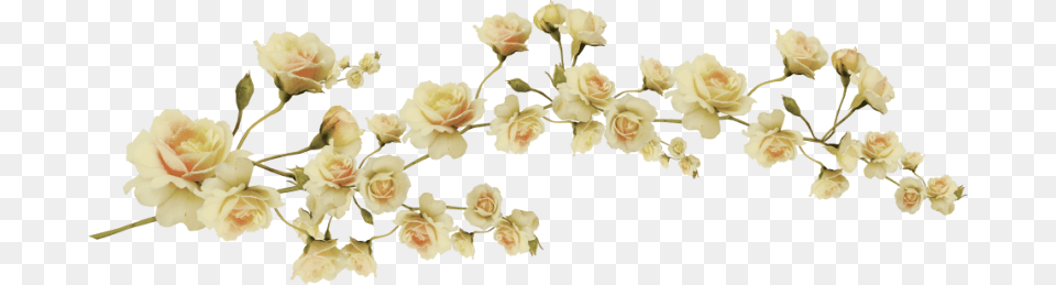 Images About Series Yellow Flowers Aesthetic, Flower, Petal, Plant, Rose Png Image