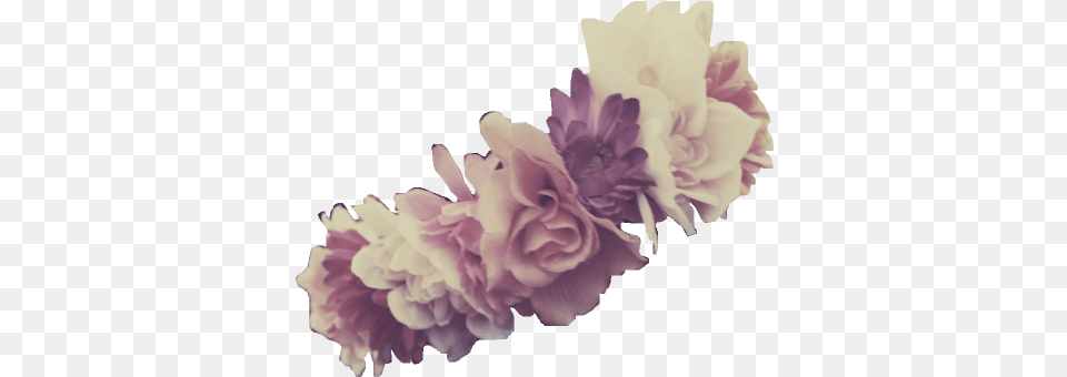 Images About Truly Transparent Beautiful Flower Crown, Plant, Carnation, Geranium, Flower Arrangement Png Image