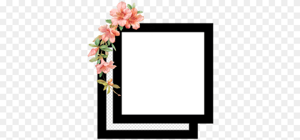 Images About Wallpaper, Flower, Plant, Petal Png Image