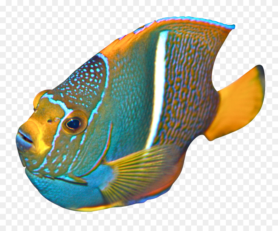 Images Angelfish Transparent, Animal, Fish, Sea Life Png