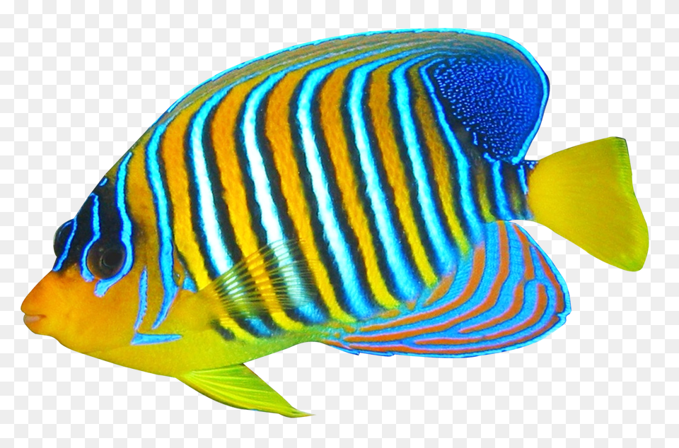 Images Angelfish Transparent Animal, Fish, Sea Life Png Image