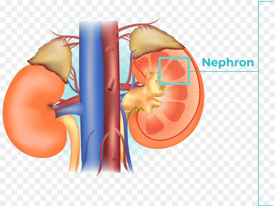 Images Are Shown The First Image Shows The Anatomy Both Kidneys, Body Part, Face, Head, Neck Free Png