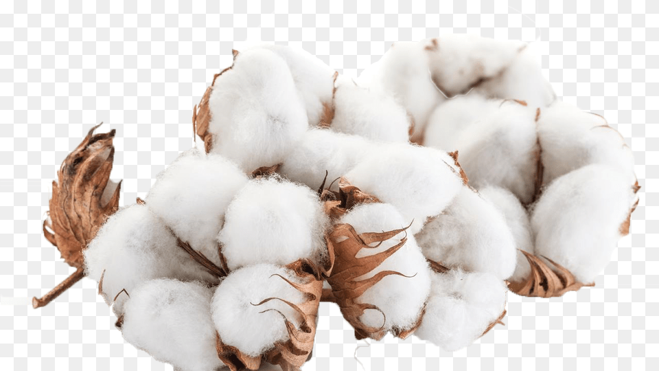 Images Background Cotton Free Png