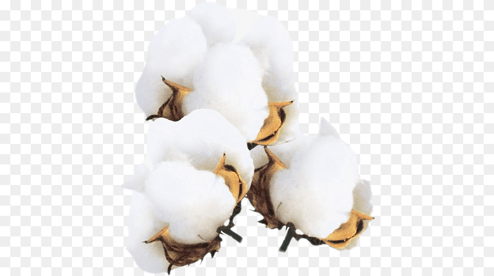Images Background Cotton Flower, Animal, Bird, Nature, Outdoors Free Transparent Png