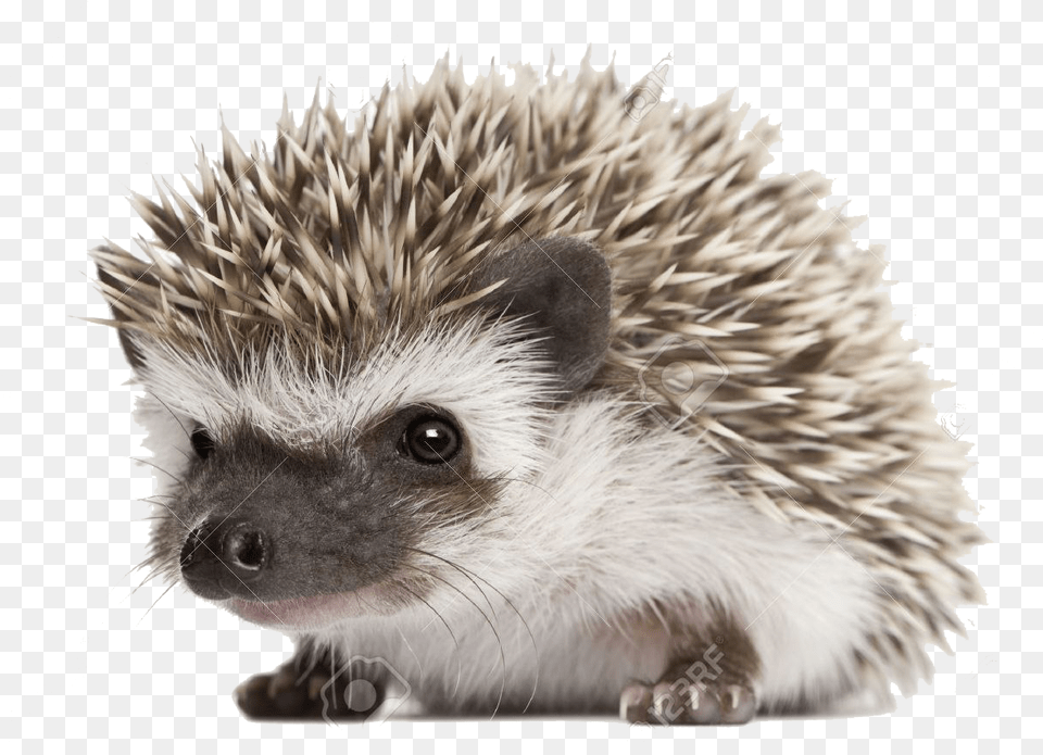 Images Background Cute Hedgehog Background, Animal, Mammal, Rat, Rodent Free Png Download