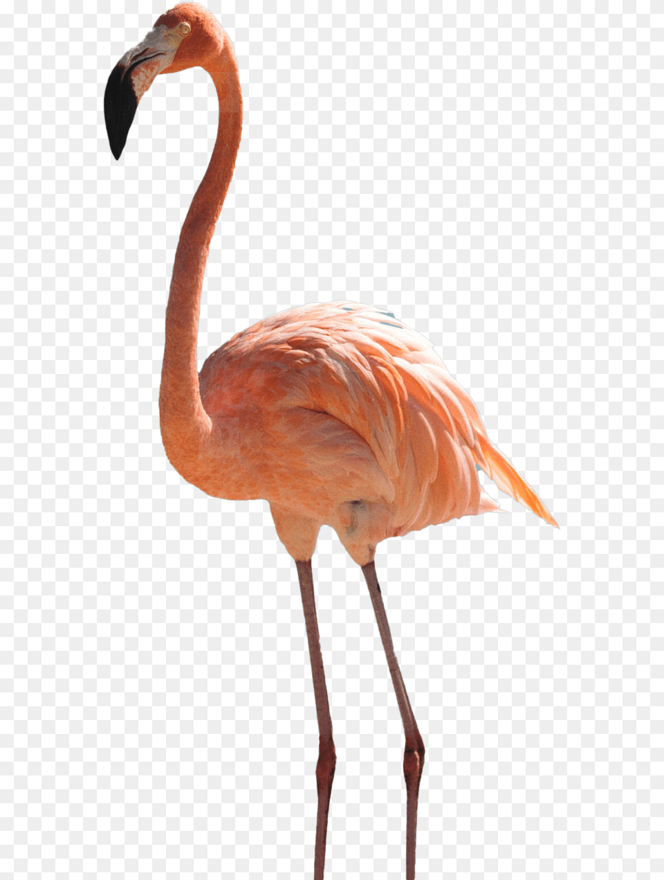 Images Background Flamingo, Animal, Bird Free Png
