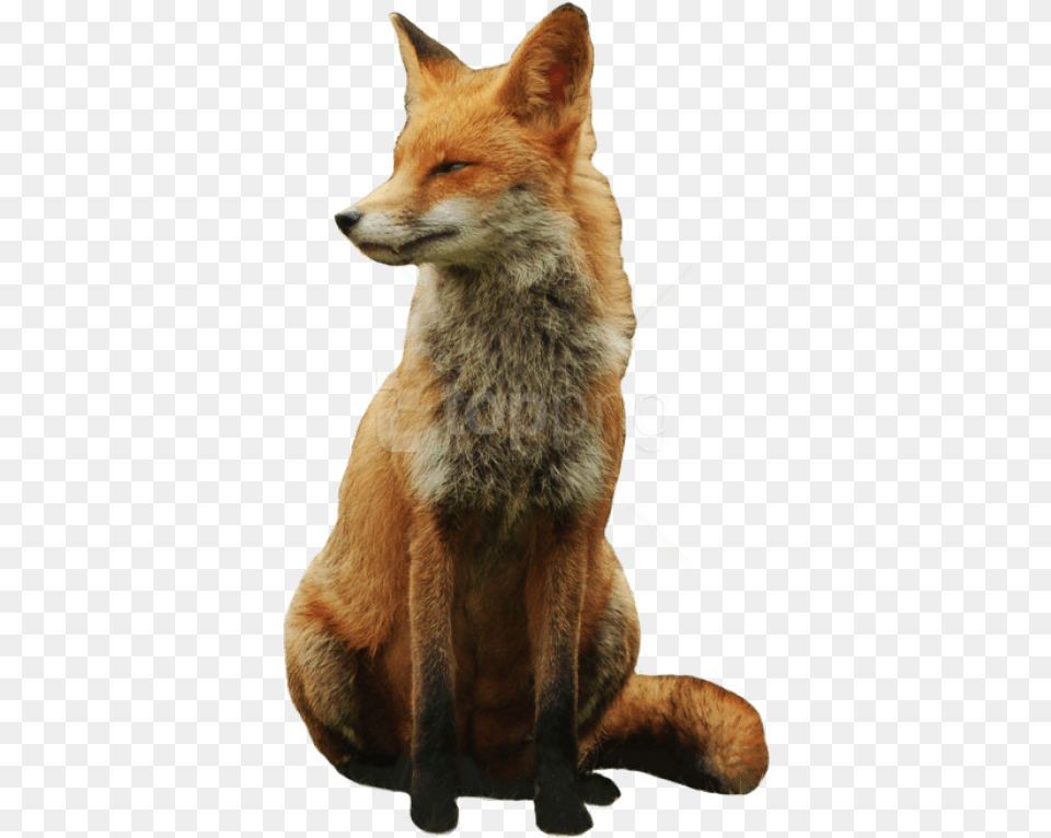 Images Background Fox, Animal, Canine, Mammal, Red Fox Free Transparent Png